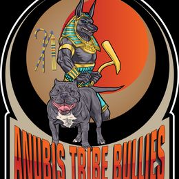 American Bullies from Anubis Tribe Bullies