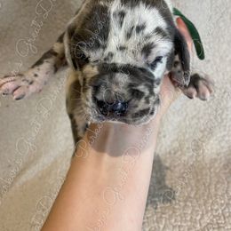 Great Dane Puppies from Parker's Great Danes