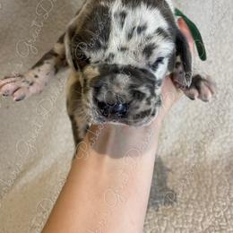 Great Dane Puppies from Parker's Great Danes
