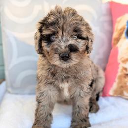 Red  Collar - Blue merle male Aussiedoodle puppy in Coulee City, Washington from Mr and Mrs Doodle Farm