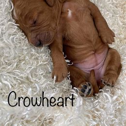 Goldendoodle Puppies from Ming’s Dynasty Doodles