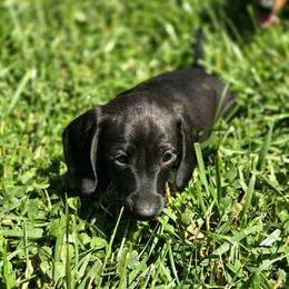 Goose - Black male Dachshund puppy in Lebanon, Ohio from Golden Acres Dachshunds