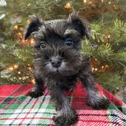 Blitzen Genetically Clear - Black and silver male Miniature Schnauzer puppy in Hedgesville, West Virginia from Clay Hill Kennels