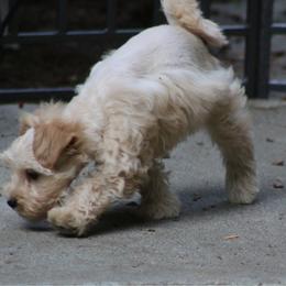 Audi - Wheaten male Miniature Schnauzer puppy in Port Orchard, Washington from Silver Bells Miniature Schnauzers