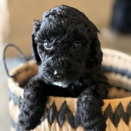 Tootsie - Black female Labradoodle puppy in Brownsville, Texas from The Doodle Crew