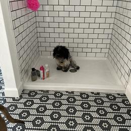Tito - Maltipoo