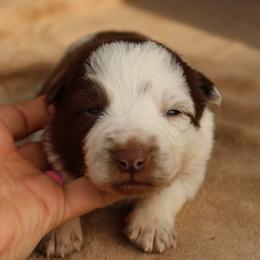 Blue Collar - Red male Border Collie puppy in Courtland, Alabama from C Bar C Ranch Border Collies