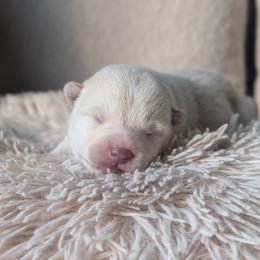 Shiba Inu puppies from Shinin Shibas
