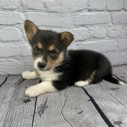 Holly - Black and tan female American Corgi puppy in Waskom, Texas from Piney Woods Corgis
