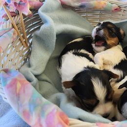 Biewer Terrier and Yorkshire Terrier Puppies from 1.StarDreamPups