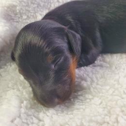 Boy 1 - Black and tan male Dachshund puppy in Mountain Grove, Missouri from Callaway Country Dachshunds