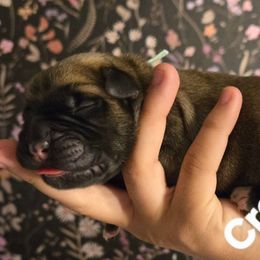 CROIX - Fawn female Cane Corso puppy in St. Augustine, Florida from RG2 Cane Corsos