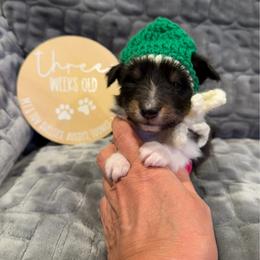CHIP - Black white and tan male Shetland Sheepdog puppy in Livonia, Michigan from M7’s Shelties, Toonies & AussieDoodles