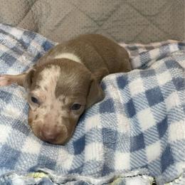 Petunia boy - Dapple male Dachshund puppy in Whitehouse, Texas from Bonded Oaks Doxies