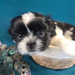 Boy 1 - Black and white male Shih Tzu puppy in Bishop, California from Shih Tzu G-ma