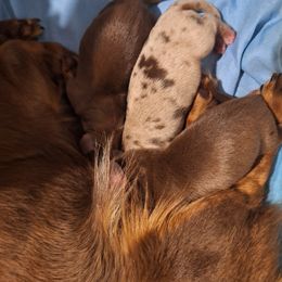 Dappy - Dapple female Dachshund puppy in Powhatan, Virginia from Dashing Dachshunds Kennels