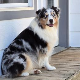 Remington - Blue merle male Australian Shepherd puppy in Colorado from Firestone Australian Shepherds