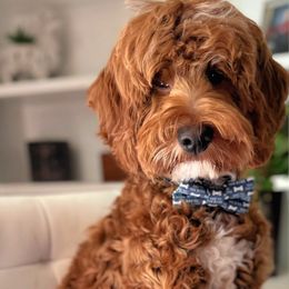 Opie - Goldendoodle