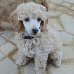 Poodles from Kayekids Poodles