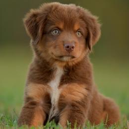 Niffler - Red tri male Miniature Australian Shepherd puppy in Hartman, Arkansas from Southern Edition Aussies