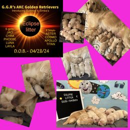 Golden Retriever Puppies from Ginn’s Golden Retrievers