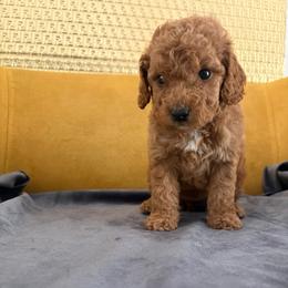Duka - Red  female Goldendoodle puppy in Davie, Florida from Daviegoldendoodles