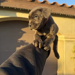 Cane Corso Puppies from ThinLine Cane Corso