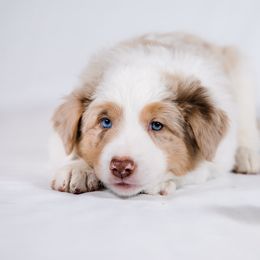 Border Collie Puppies from Snow Pine Ranch