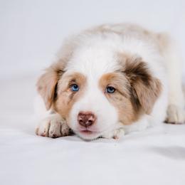 Border Collie Puppies from Snow Pine Ranch