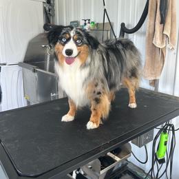 Levi - Miniature Australian Shepherd