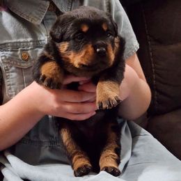3rd Pick Female - Black and tan female Rottweiler puppy in Menifee, California from Von Der Hing Rottweilers