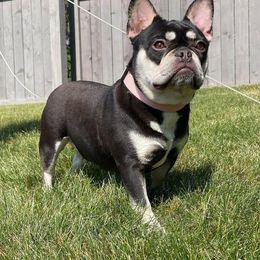 Bella - French Bulldog
