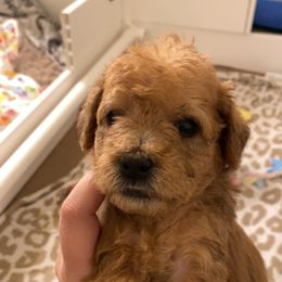 Schnoodle Puppies from Noodle Tings Puppies