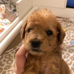 Schnoodle Puppies from Noodle Tings Puppies