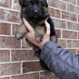 Girl 1 - Black and red female German Shepherd puppy in Mount Vernon, Missouri from German Haus German Shepherds LLC