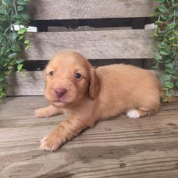 Tramp - Cream male Dachshund puppy in Grant, Michigan from Low Down Dashchuand