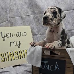 Jack - Harlequin male Great Dane puppy in Caldwell, Idaho from Miner's Dynamic Danes