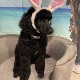 Poodle Puppies from Abbott Standard Poodles