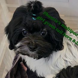 Demi - Black & white female Maltipoo puppy in Middleburg, Florida from The Aristocratic Puppy Patch