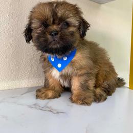 Maxi - Brindle and white male Shih Tzu puppy in Azusa, California from RJ Shih Tzu lover