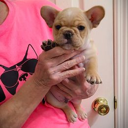 Smokey - Cream male French Bulldog puppy in Rogersville, Alabama from Angel's Boston Terriers and French Bulldog