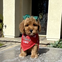 Goldendoodle and Poodle Puppies from Goldendoodles & Poodles of San Diego