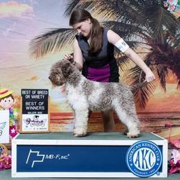 Candy - Lagotto Romagnolo