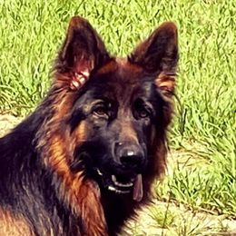 Jury - German Shepherd