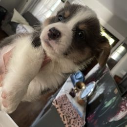 Pembroke Welsh Corgi Puppies from Corgitown