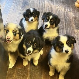 Australian Shepherds and Miniature American Shepherds from Stardust Aussies and MAS
