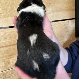 Female 1 - Black brown and white female Basset Hound puppy in Lindley, New York from Hill Top Basset Hounds & Cane Corso