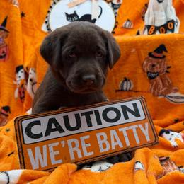 Green - Chocolate male Labrador Retriever puppy in Heath Springs, South Carolina from Rich Hill Retrievers