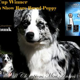 Chunk - Miniature Australian Shepherd