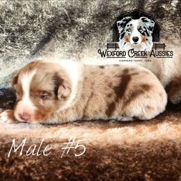 Boy 5 - Red merle male Australian Shepherd puppy in Harpers Ferry, Iowa from Wexford Creek Aussies, LLC